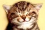 Animale - *Dark* *Cat* - Poze